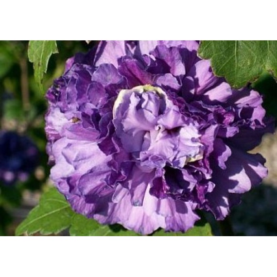 Гібіскус Френч Кабаре Перпл (Hibiscus syriacus French Cabaret Purple)