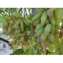 Виноград Азия розовая