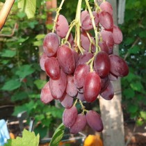 Виноград Каприз