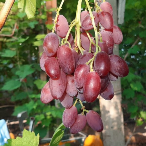 Виноград Каприз
