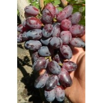 Виноград Агата