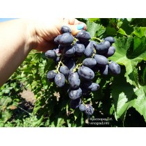 Виноград  Черная Королева