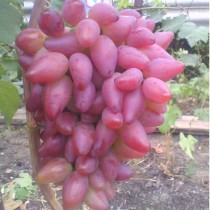 Виноград Дубовской (розовый)
