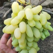 Виноград Алинка 