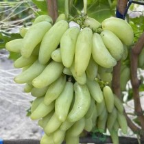 Виноград Азия