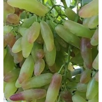 Виноград Азия розовая