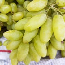 Виноград Белая Акация