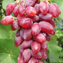 Виноград Анита