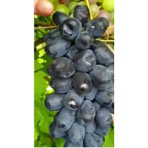 Виноград Улыбкаа