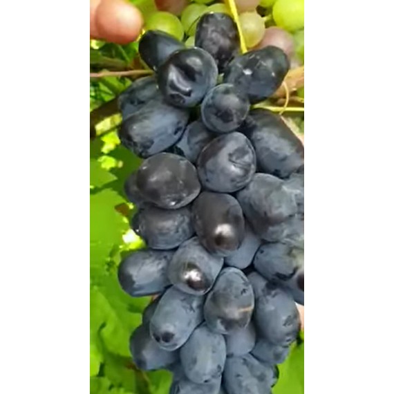 Виноград Улыбкаа