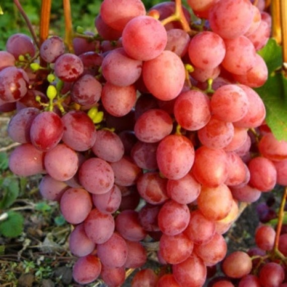 Виноград кишмиш Банзай (Banzai) 