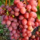 Виноград кишмиш Банзай (Banzai)