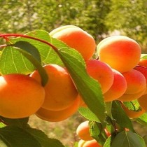 Абрикос Олимп
