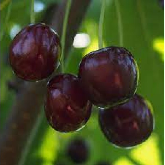 Черешня Донецкий Уголек