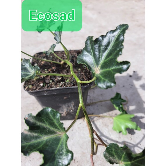 Плющ садовый (Hedera helix)