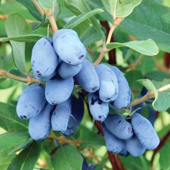 Жимолость Близзард