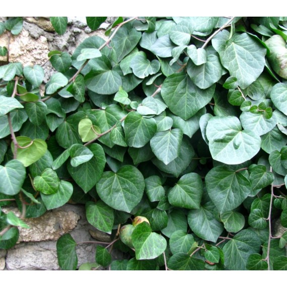 Плющ колхидский (Hedera colchica)