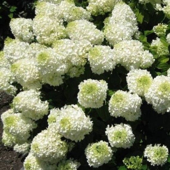 Гортензия Сильвер Доллар