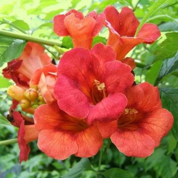 Кампсис Фламенко