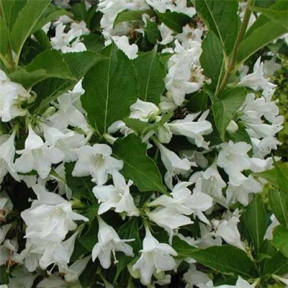 Вейгела Кандда (Candida )