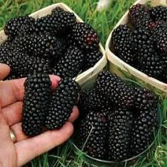 Ежевика Холлс Бьюти