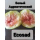 Инжир белый Адриатический