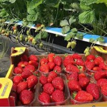 Клубника Сибилла