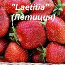 Клубника Летиция