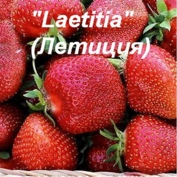 Полуниця Летиція