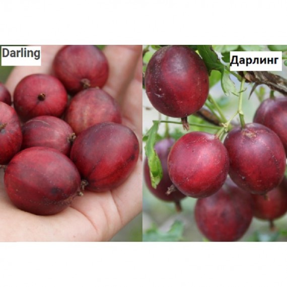 Аґрус Дарлінг