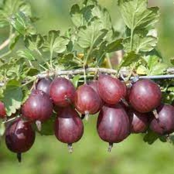 Крыжовник Компромисс