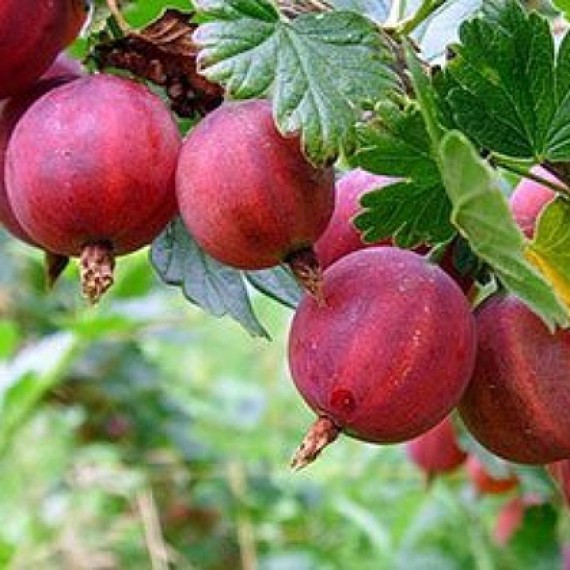 Крыжовник Каменяр (Kamenyar)