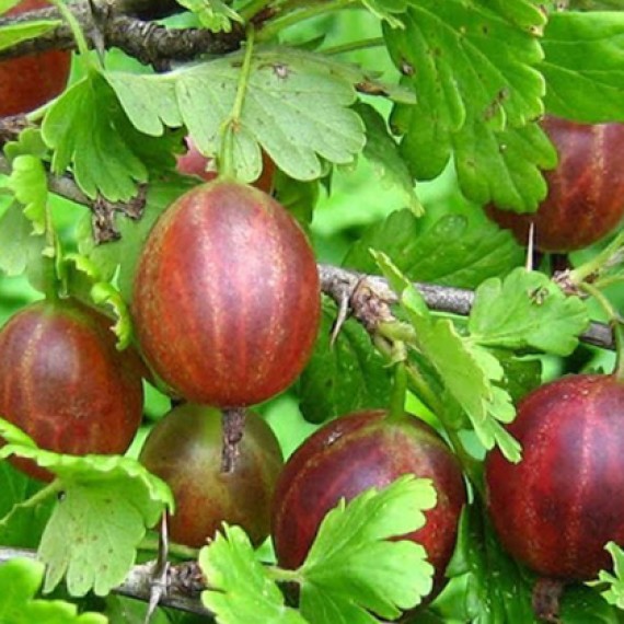 Крыжовник Авангард