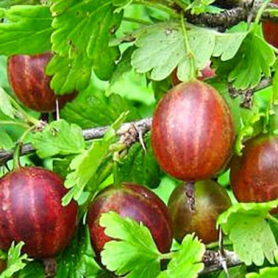 Крыжовник Высокий Замок