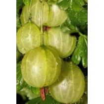 Крыжовник Мукуринес