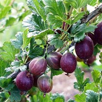 Крыжовник Шеннон