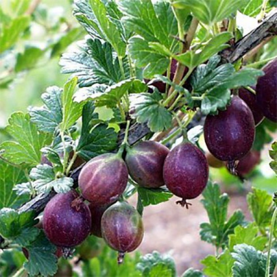 Крыжовник Шеннон