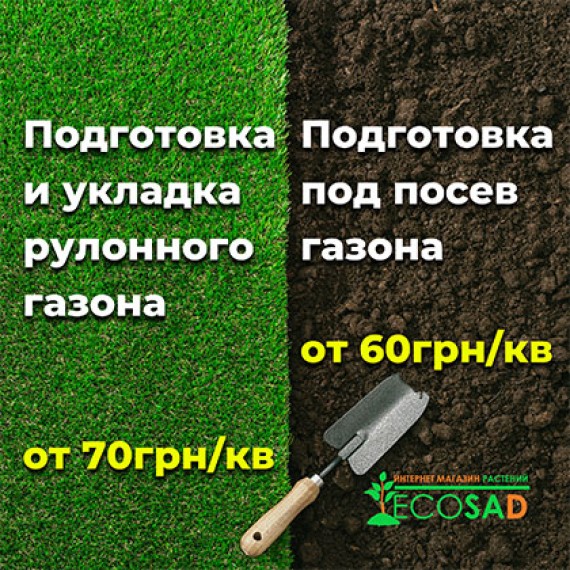 Укладка рулонного газона