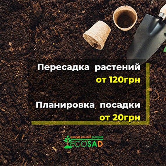 Пересадка растений