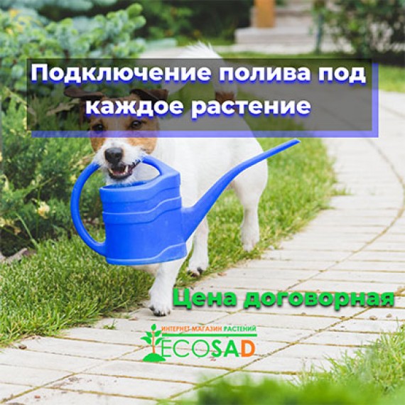 Подключение полива