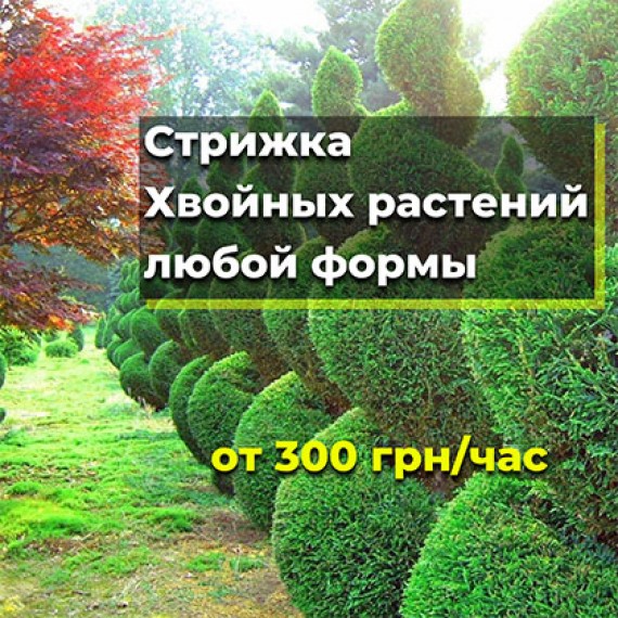 Стрижка хвойных растений