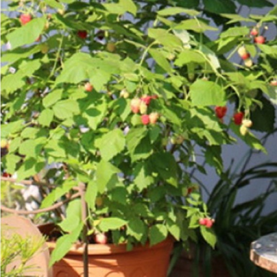 Малина Брез Бери (Brazze Berry)