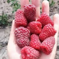 Малина Полісся
