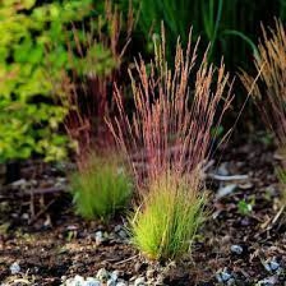 Вівсяниця Валберла (Festuca Walberla)