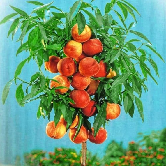 Персик Балконелла