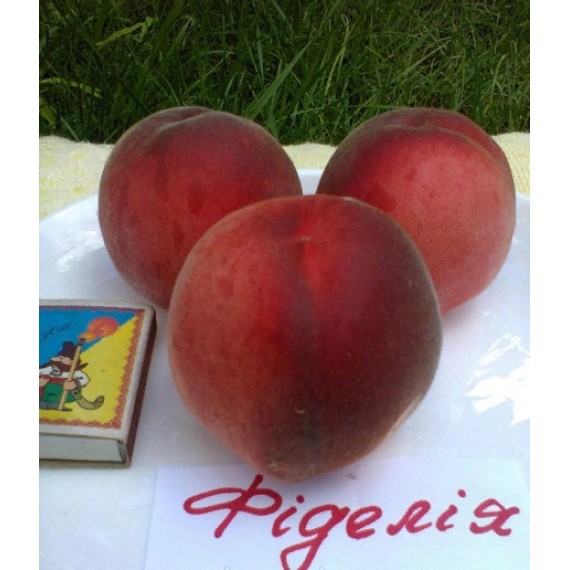 Персик Фіделія