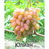 Виноград Юлиан