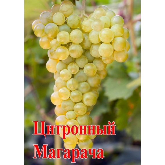 Виноград Цитронный Магарача