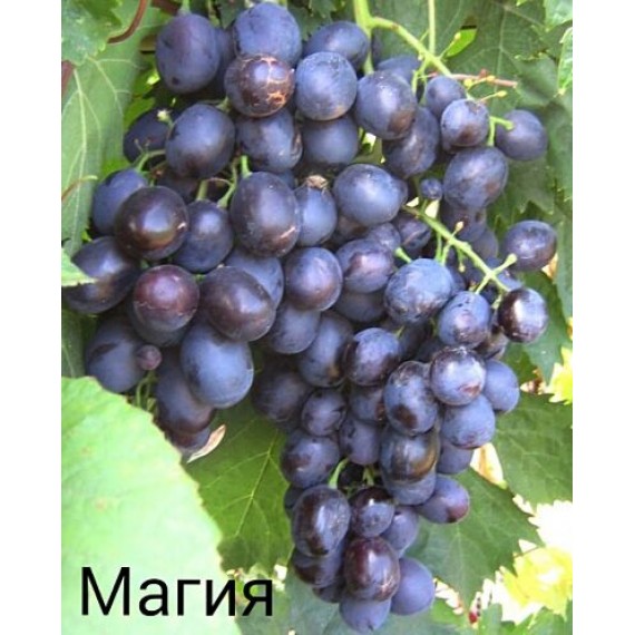 Виноград Магия