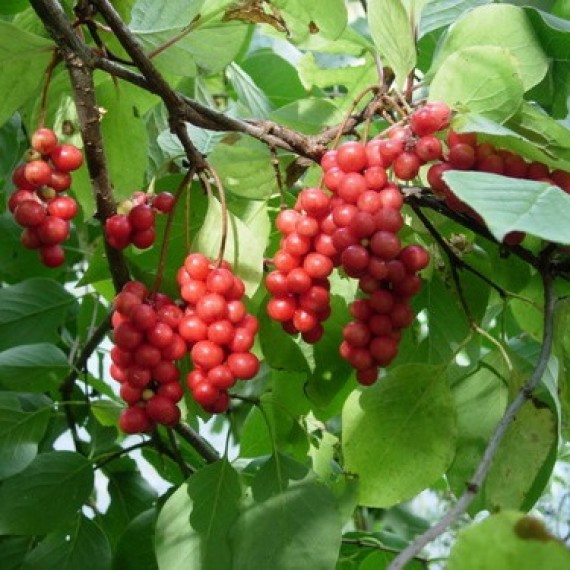Лимонник